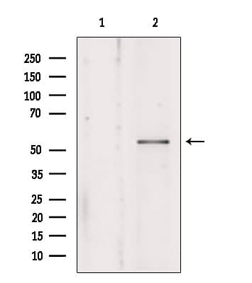 KMO Antibody