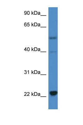 IL18 Antibody (C-Terminus)
