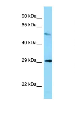 Polyclonal Rabbit anti-Mouse MEMO1 Antibody (aa191-240, WB)