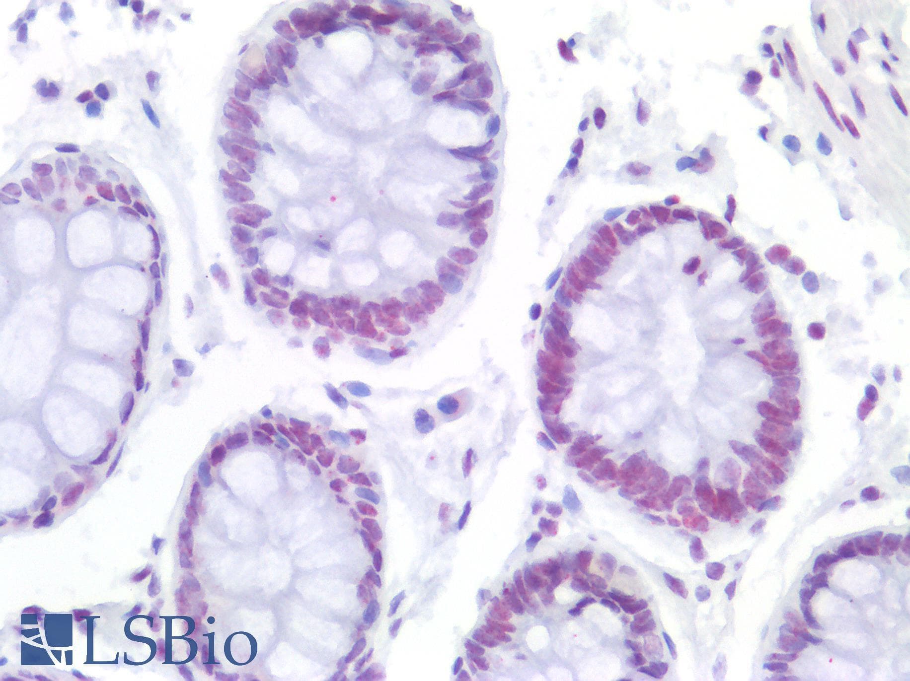IHC-plus™ NFE2 / p45 Antibody