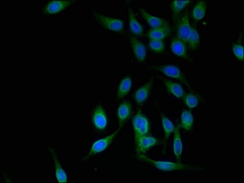 TRIM25 Antibody