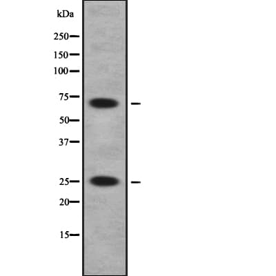 Polyclonal Rabbit anti-Human SCAND1 Antibody (IF, WB)