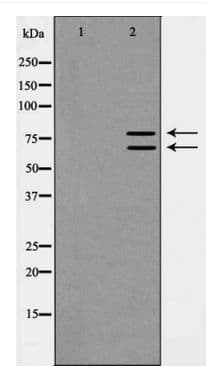 Polyclonal Rabbit anti-Human Ku70+Ku80 / XRCC6+XRCC5 Antibody (IHC, IF, WB)