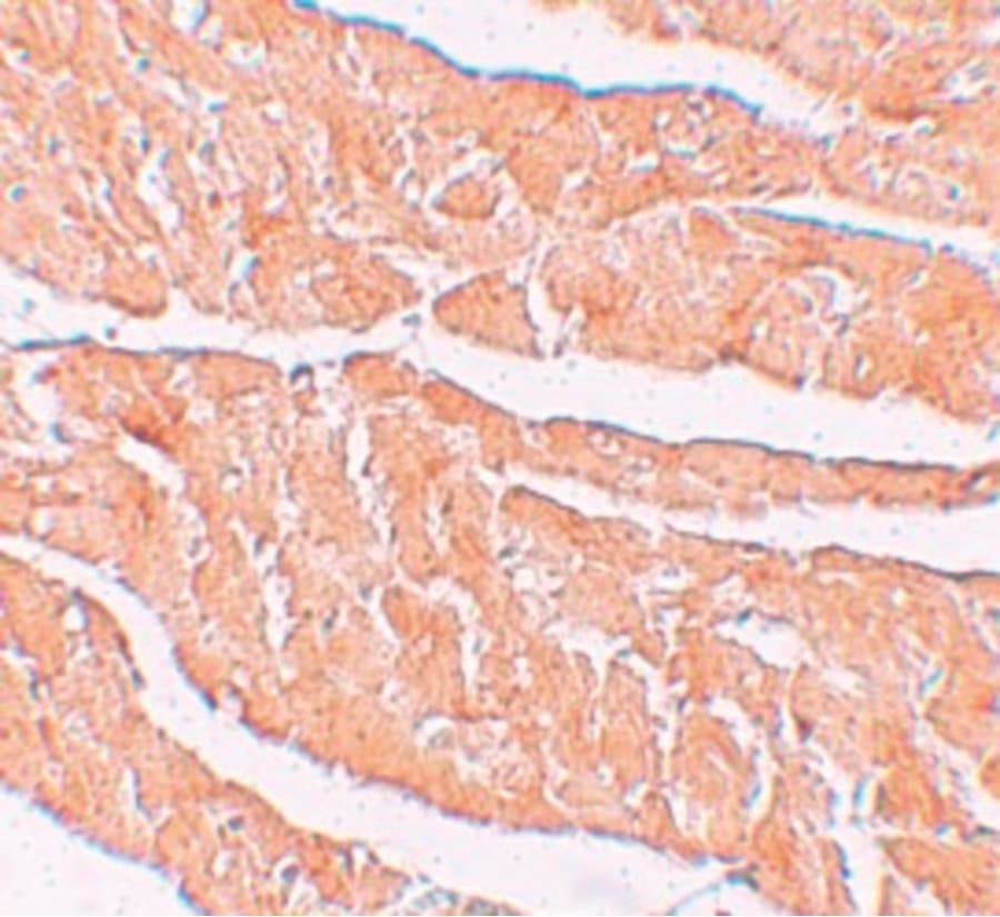 Polyclonal Rabbit anti-Human ZBTB9 Antibody (IHC, IF, WB)