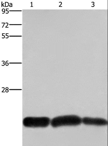 CBX3 / HP1 Gamma Antibody