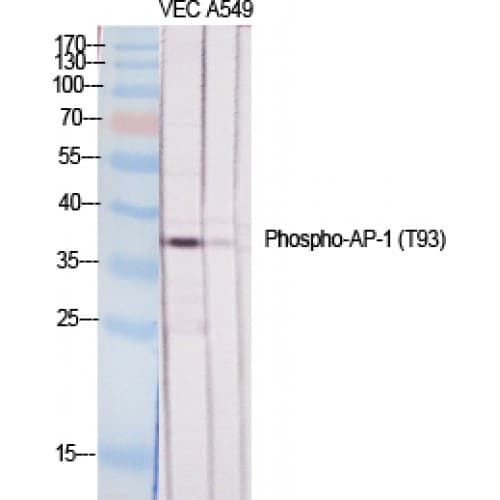 JUN / c-Jun Antibody (30-110 aa)