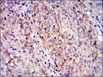 c-Kit / CD117 Antibody (clone 1C5)