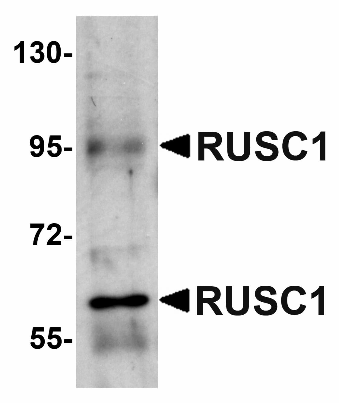 Polyclonal Rabbit anti-Human RUSC1 Antibody (WB)