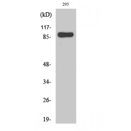 STAT1 Antibody (670-750 aa)