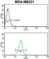 Polyclonal Rabbit anti-Human GAB2 Antibody (aa3-30, WB)