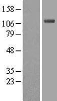 UBE1L / UBA7 Protein (Over-Expression Lysate Myc-DDK (Flag))