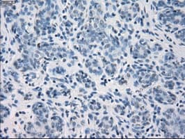 GBP2 Antibody (clone OTI4H2)