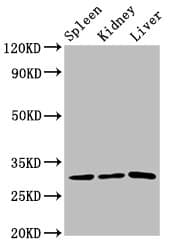 Polyclonal Rabbit anti-Human CD27 Antibody