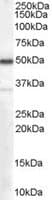 IHC-plus™ Polyclonal Goat anti-Human CHGA / Chromogranin A Antibody (aa85-97, IHC, WB)