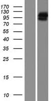 CFAP74 / KIAA1751 Protein (Over-Expression Lysate Myc-DDK (Flag))