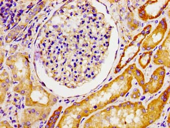MPP1 Antibody