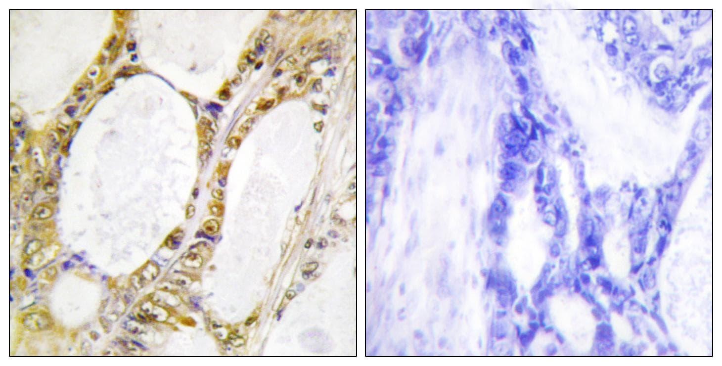 IRF2 Antibody