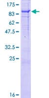 Human FRMD5 Protein (Recombinant GST)