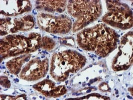 PDIA4 / ERP72 Antibody (clone OTI2C11)
