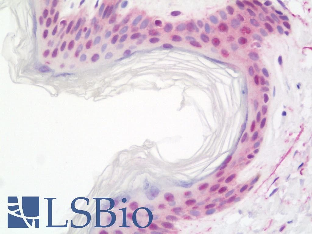 IHC-plus™ MBD3 Antibody (aa265-291)