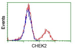 CHEK2 / CHK2 Antibody (clone OTI4C10)