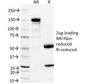 STAR Antibody (clone STAR/2154)