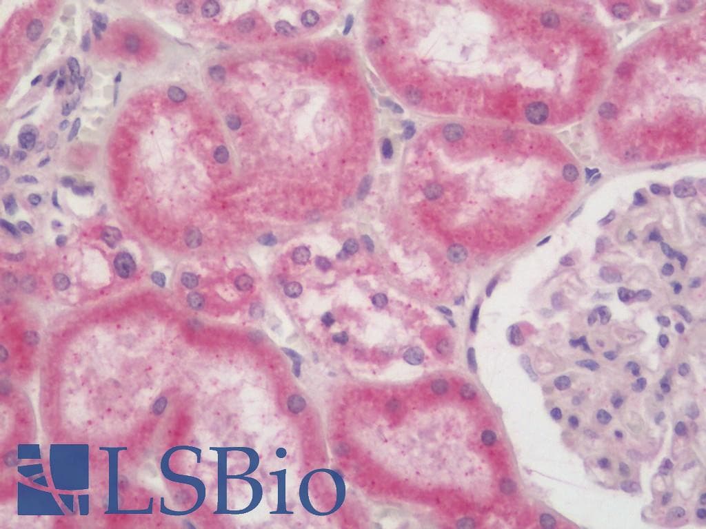 TMED9 Antibody (HRP)