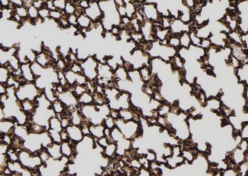 IRAK4 / IRAK-4 Antibody (phospho-Ser346,pThr345)