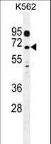 LRRC63 Antibody (aa484-513)