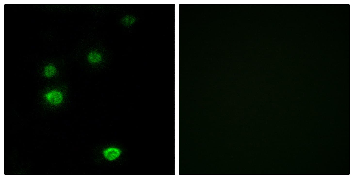 POLR3E / SIN Antibody (aa191-240)