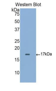 SIGLEC5 / CD170 Antibody (aa458-551, PE)