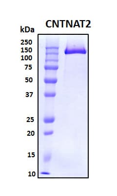 Human CNTNAP2 / CASPR2 Protein (Recombinant His, N-Terminal)