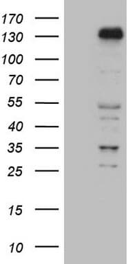 ZNF217 Antibody (aa730-1048, clone OTI1D9, Carrier-free)