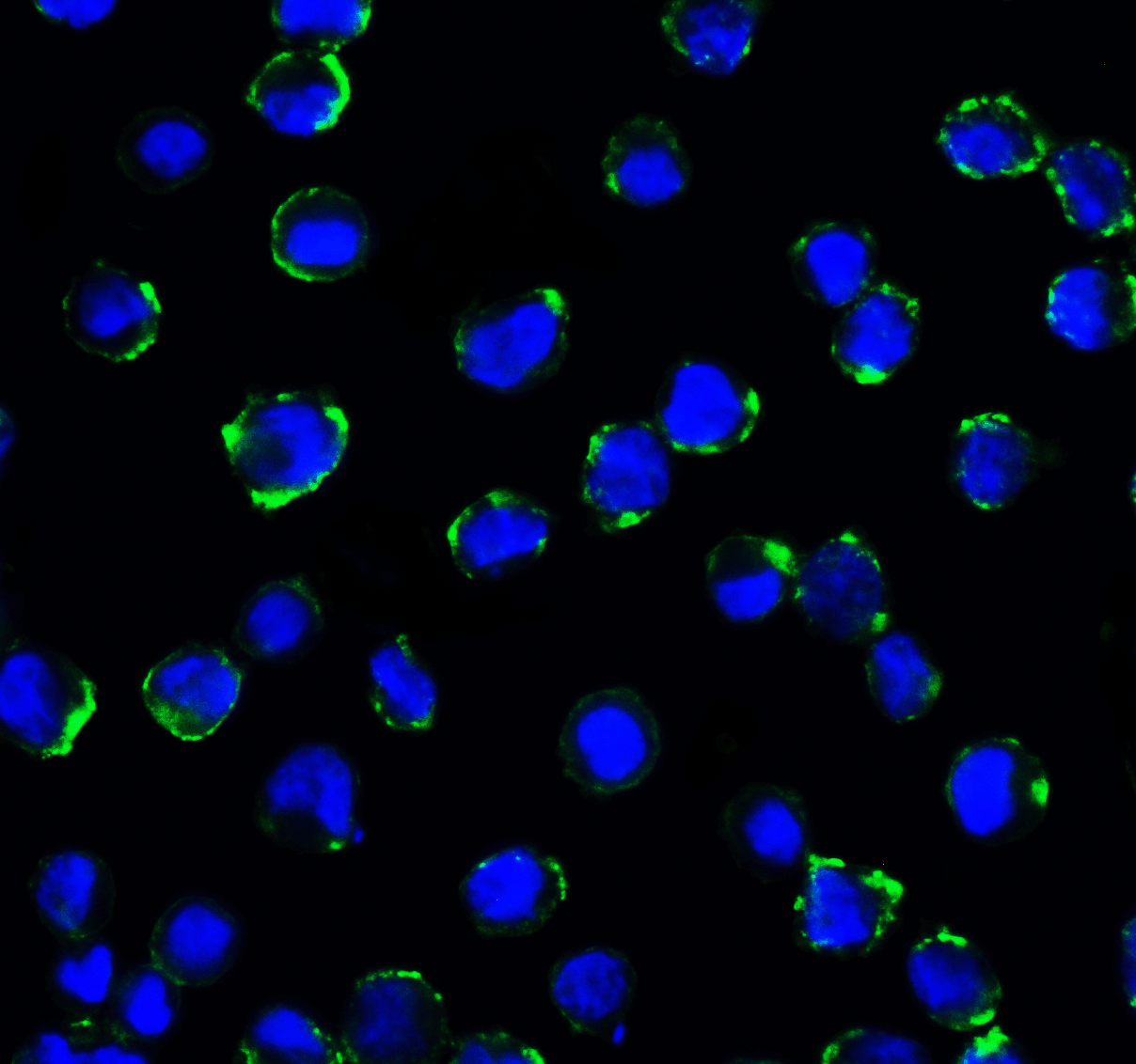 Monoclonal Mouse anti-Human CD276 / B7-H3 Antibody (clone 2A7, IHC, IF, WB)