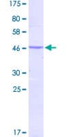 Human SMAD2 Protein (Recombinant GST, N-terminus)