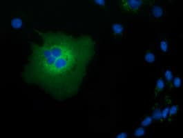 TCP11L2 Antibody (clone OTI2A10)