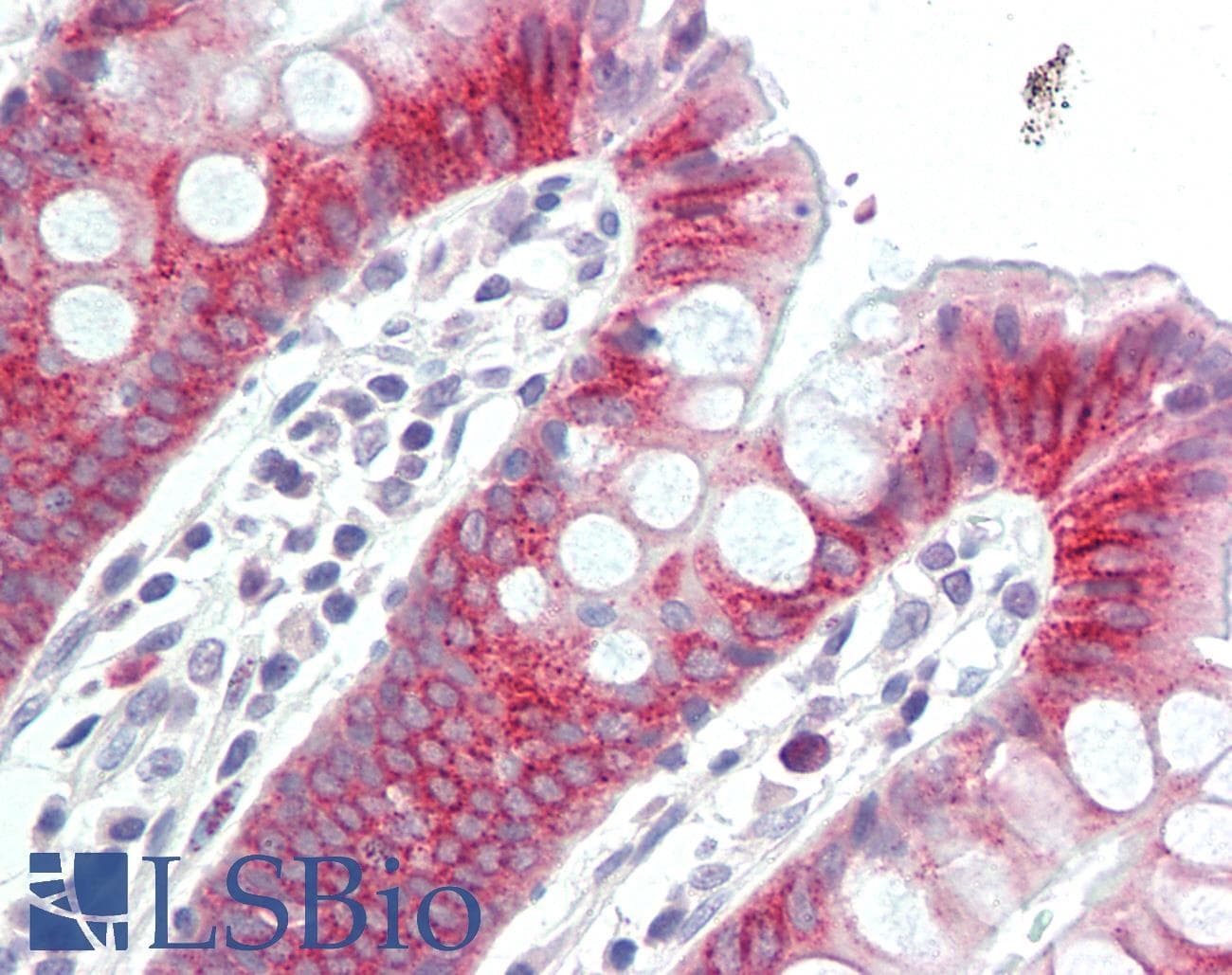 IHC-plus™ TOX Antibody