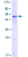 Human MPZL3 Protein (Recombinant GST)