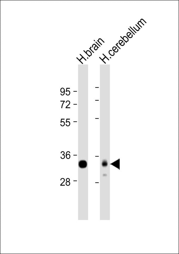 STX1A / Syntaxin 1A Antibody