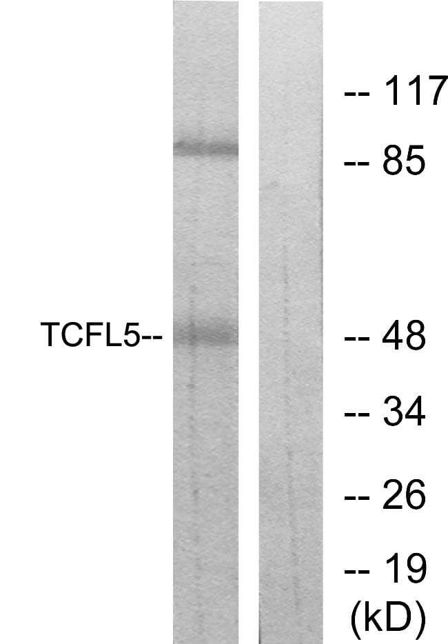 Polyclonal Rabbit anti-Human TCFL5 Antibody (WB)