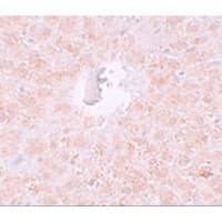 PIWIL1 / PIWI Antibody