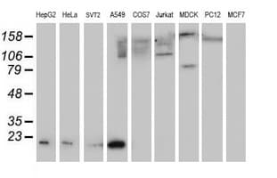 SAT2 Antibody (clone OTI2B3)