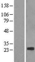 Human CLDN7 / Claudin 7 Protein (Over-Expression Lysate Myc-DDK (Flag))