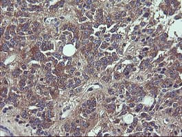 VBP1 Antibody (clone OTI2F2)