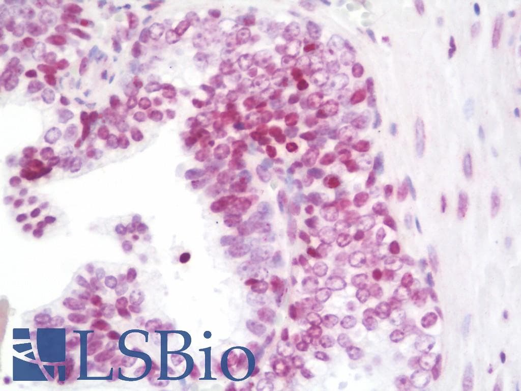 IHC-plus™ HIST2H2AB Antibody (aa1-30)