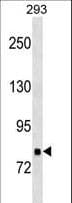 Polyclonal Rabbit anti-Human TNKS1BP1 / TAB182 Antibody (aa928-955, WB)