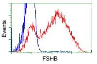Monoclonal Mouse anti-Human FSHB / FSH Beta Antibody (clone OTI2E5, WB)