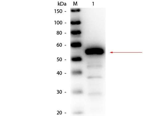 Carboxylesterase 1 / CES1 Antibody (Lyophilized, Biotin)