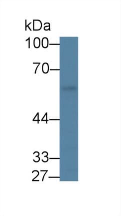 KLF4 Antibody (aa240-478)