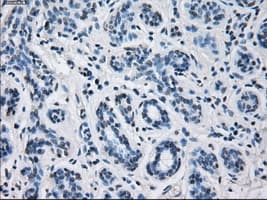 Monoclonal Mouse anti-Human CYP2E1 Antibody (clone OTI9E6, IHC, IF, WB)